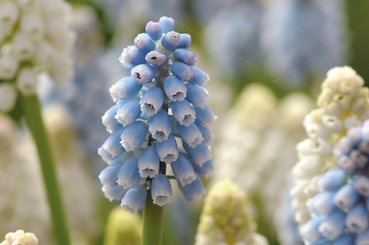 Grape-hyacinth-1