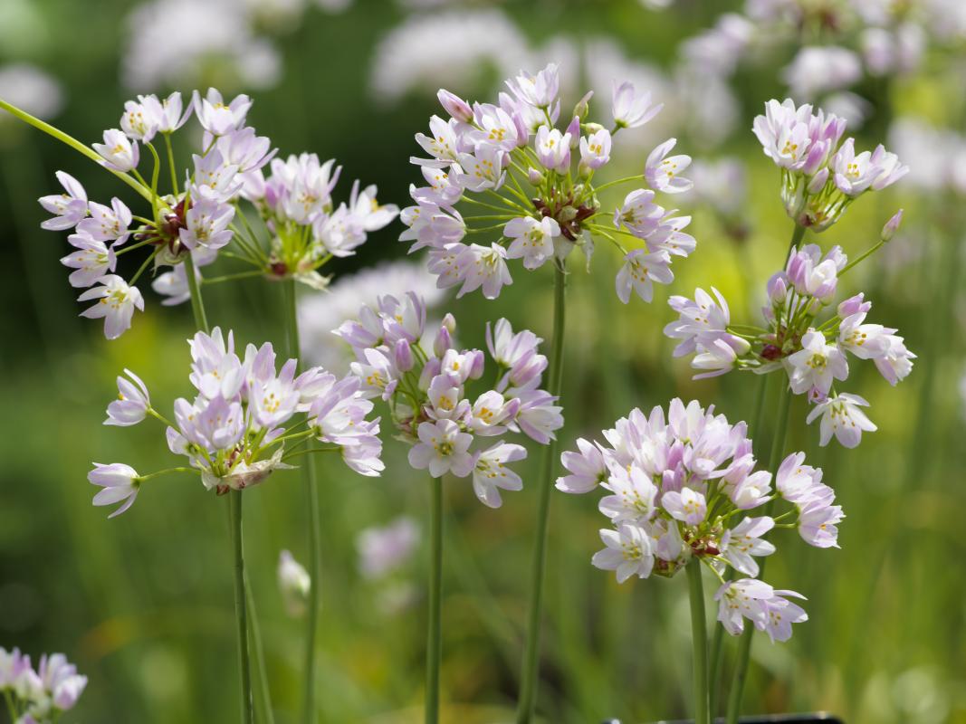 Allium-roseum