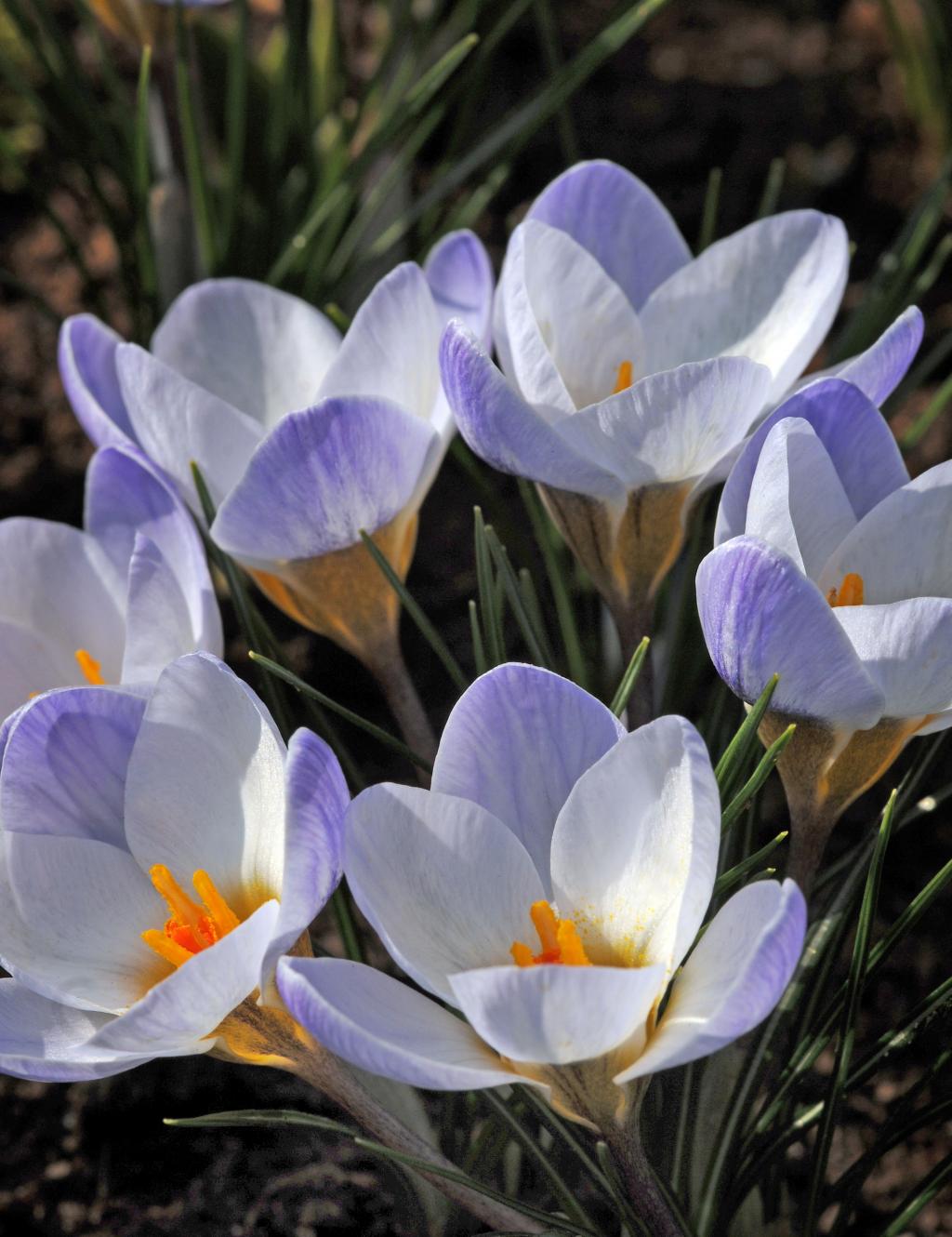 Crocus-chrysanthus