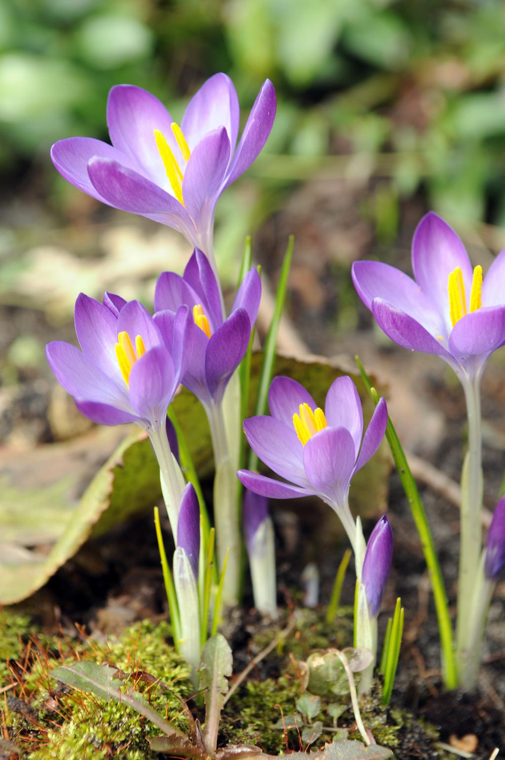 Crocus-tommasinianus