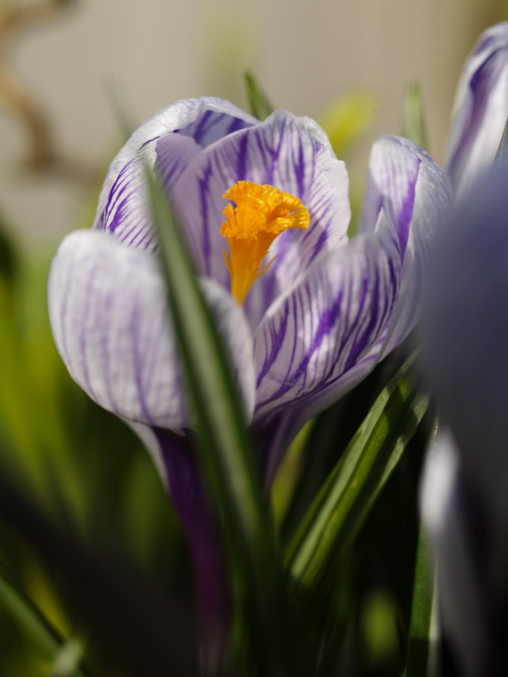 Crocus-vernus