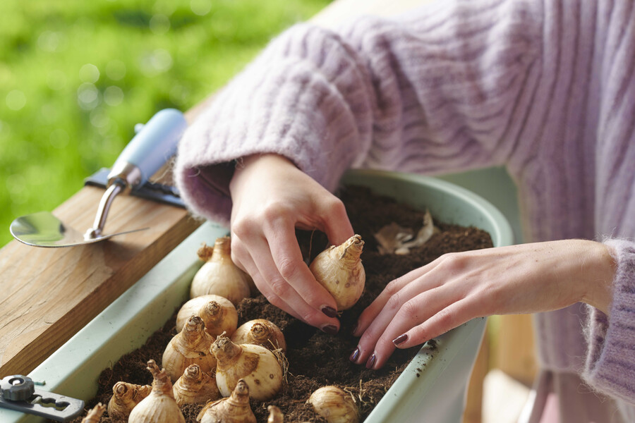Bloembollen die je in het najaar moet planten