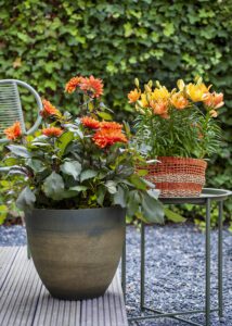 Dahlia Trucella Lilium Tiny Moon 