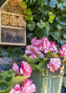 Roze begonia 