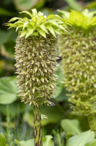 Zblízka letní cibulovina Eucomis (Biodiverzita)