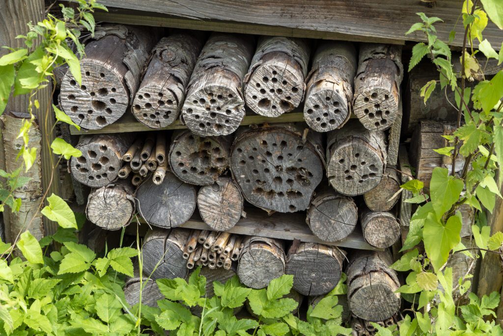 Biodiverzita