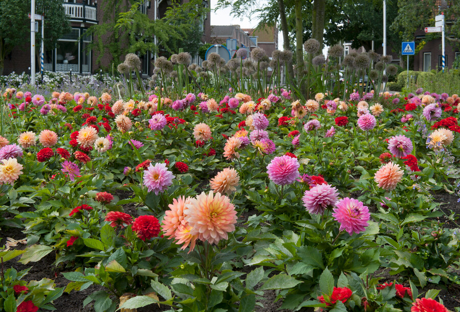 Dahlia