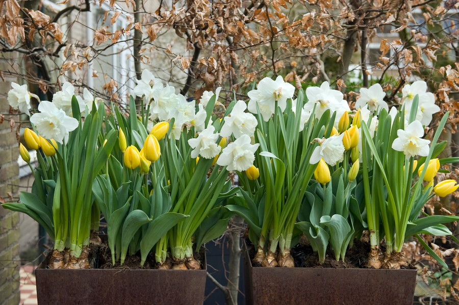 a group of white and yellow flowers in a pot:Narcissus-Tulipa"