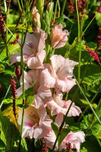 a close up of Lily-Gladiolus